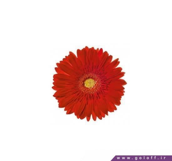 خرید گل اینترنتی - گل ژربرا اپیوم - Gerbera | گل آف
